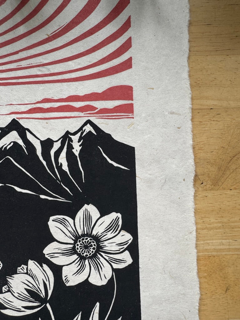 Mountain Avens