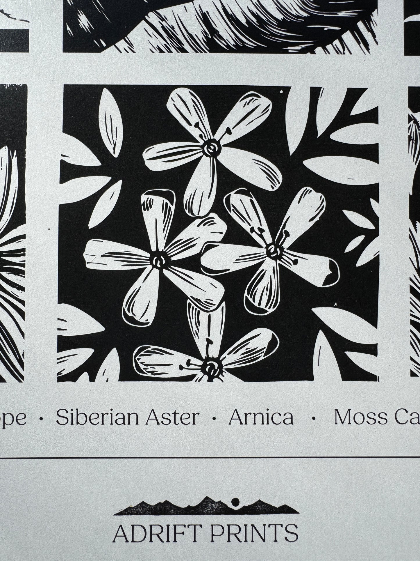 Alpine Flora of Alaska • poster print