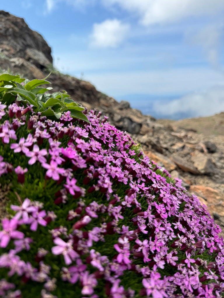 Moss Campion Sticker