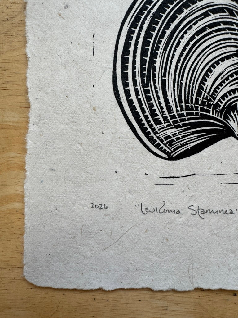 Pacific Littleneck Clam Mini Print
