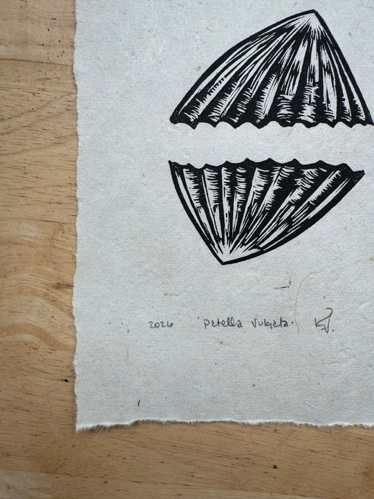 Limpets Mini Print