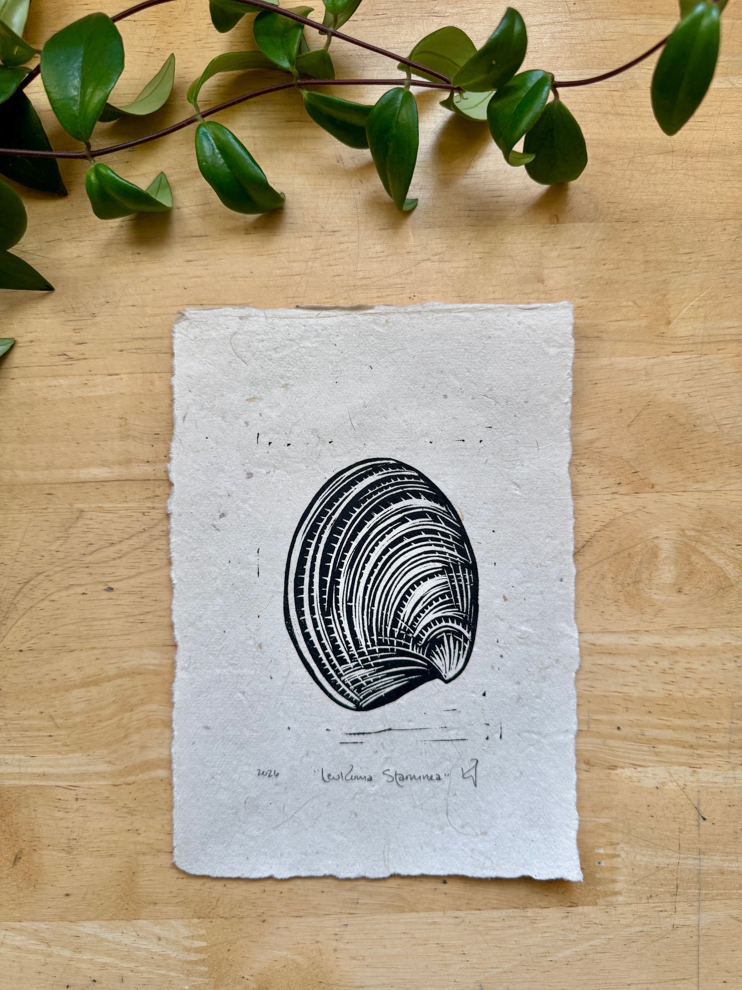 Pacific Littleneck Clam Mini Print