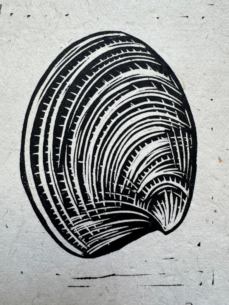 Pacific Littleneck Clam Mini Print