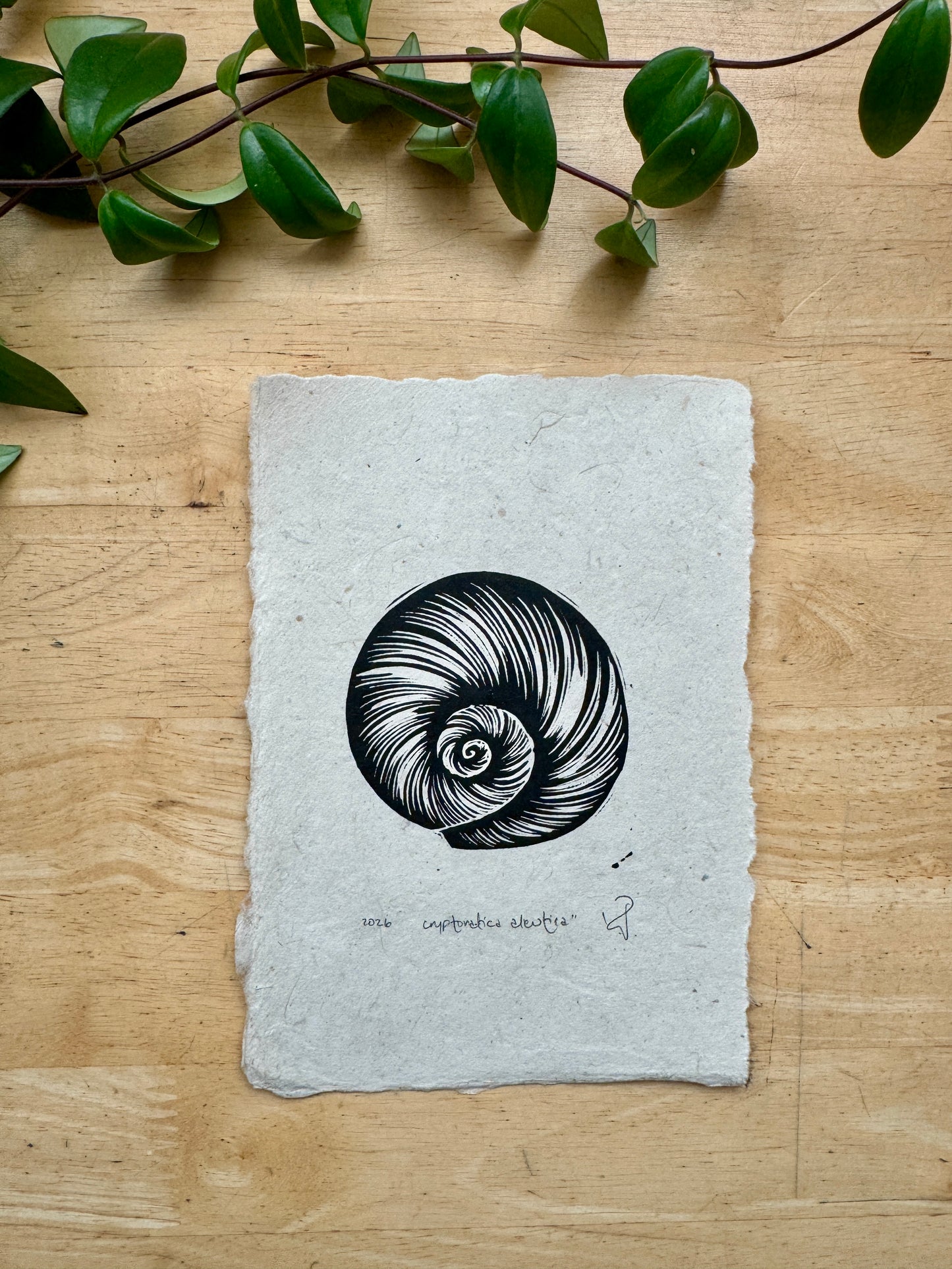 Aleutian Moonsnail Mini Print