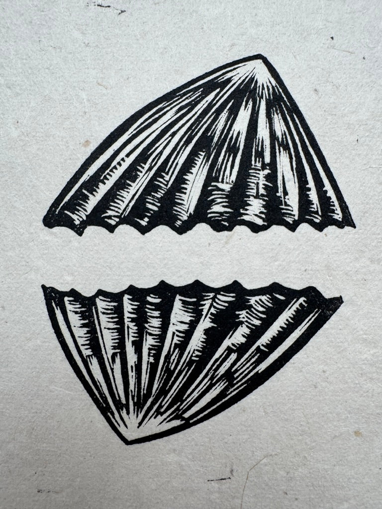 Limpets Mini Print