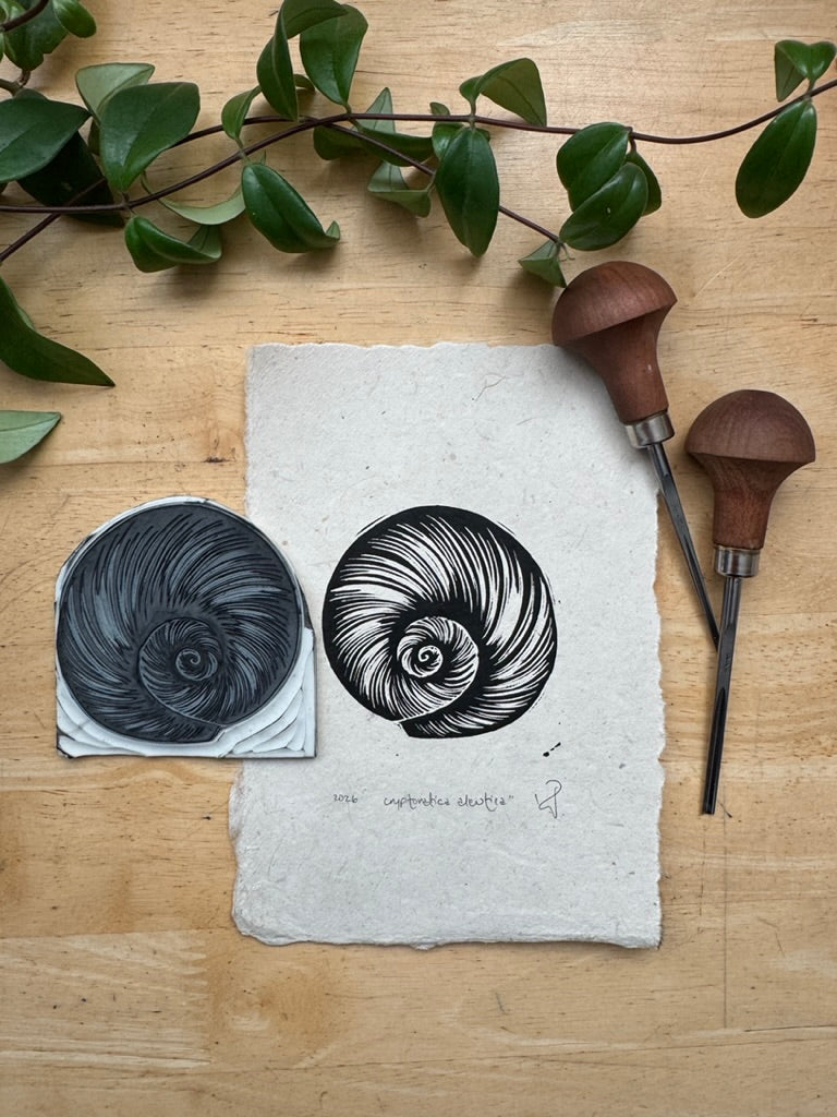 Aleutian Moonsnail Mini Print