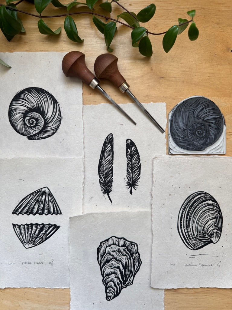 Pacific Littleneck Clam Mini Print