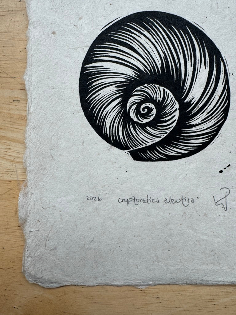 Aleutian Moonsnail Mini Print