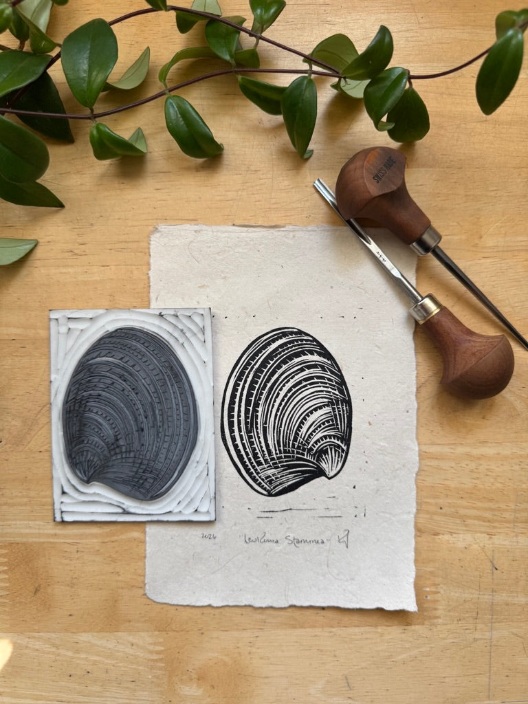 Pacific Littleneck Clam Mini Print