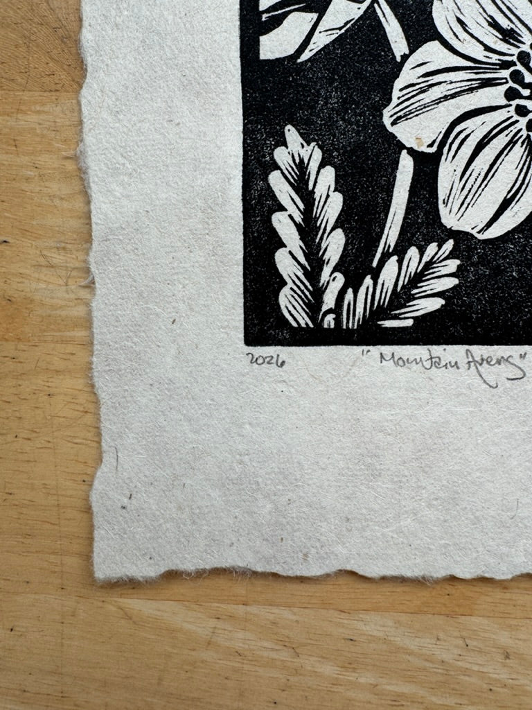 Mountain Avens Mini Print