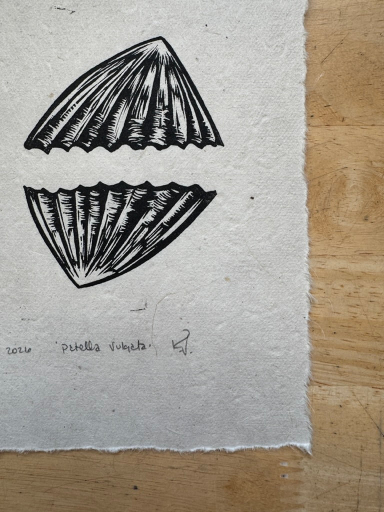 Limpets Mini Print