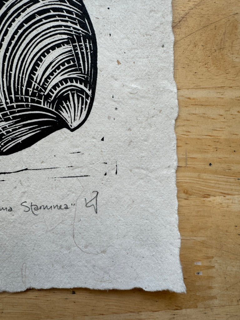 Pacific Littleneck Clam Mini Print