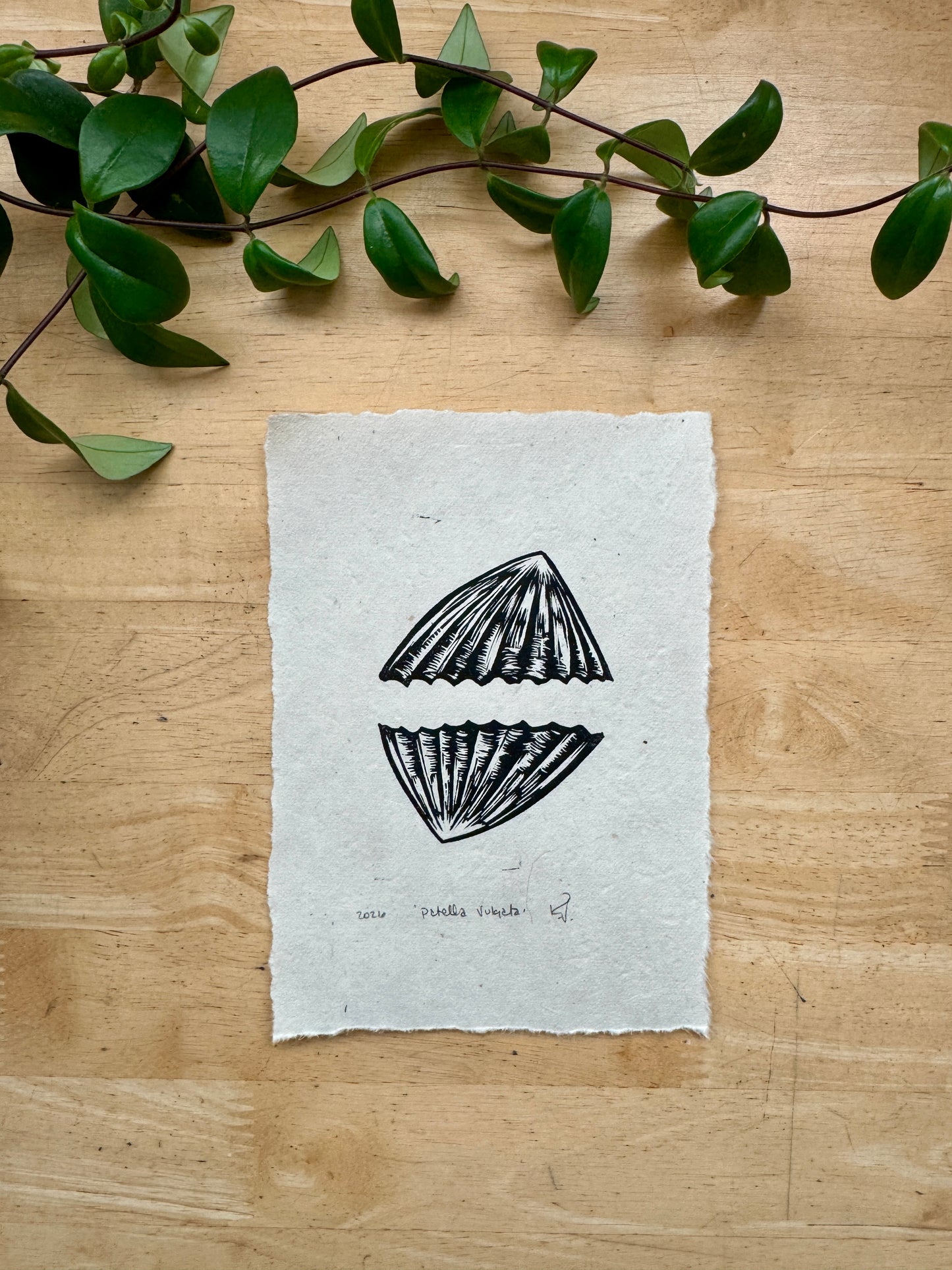 Limpets Mini Print