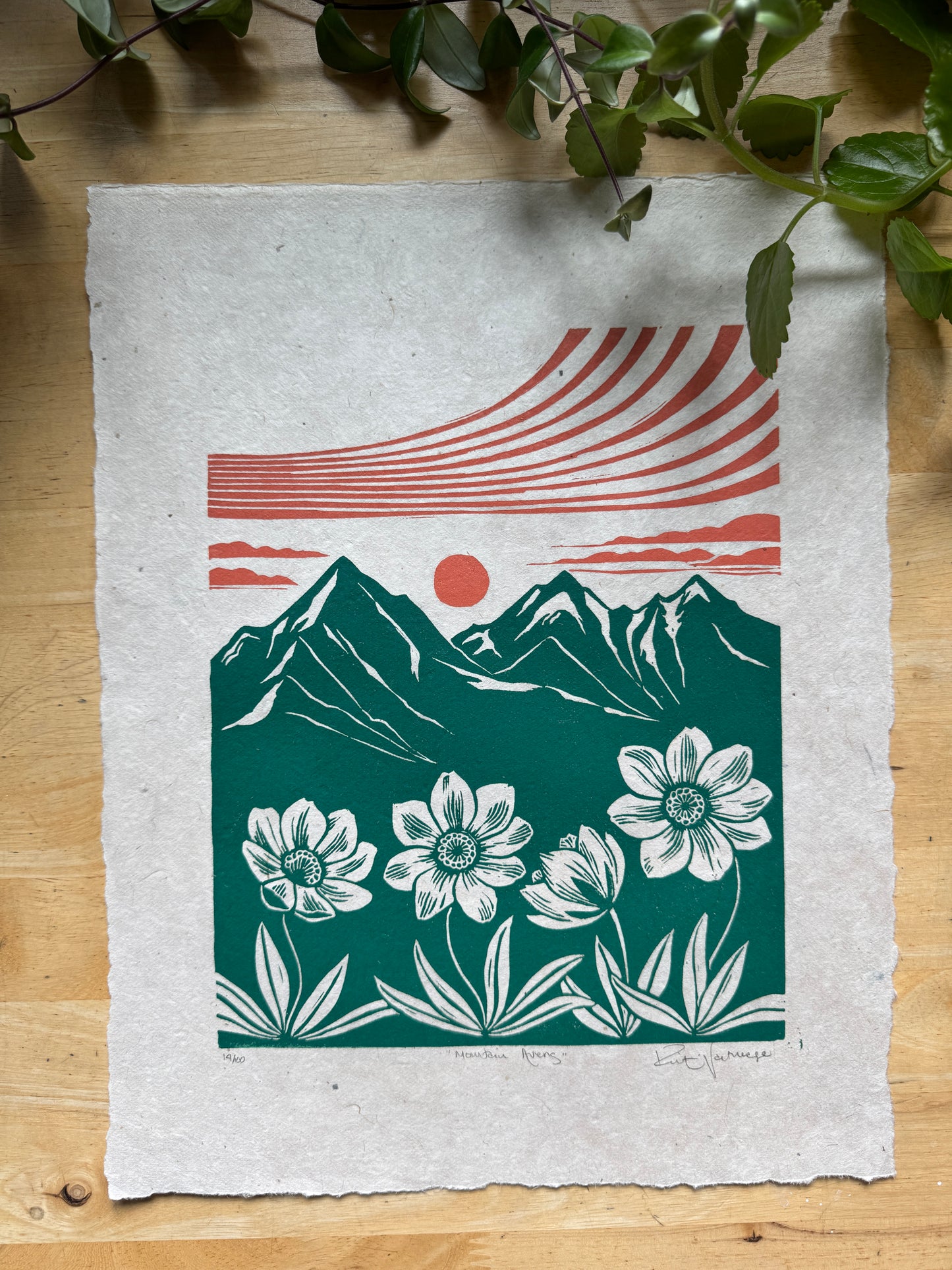 Mountain Avens
